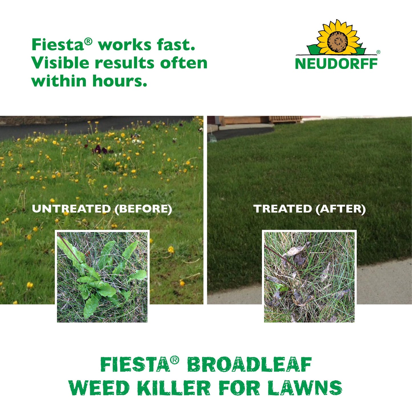 Fiesta Broadleaf Weed Killer for Lawns, Controls Dandelion, White Clover, & More & See Result within Hours. People & Pets Can Enter Treated Area when Spray Dries, Made with Iron, Rainfast in 3 Hours.