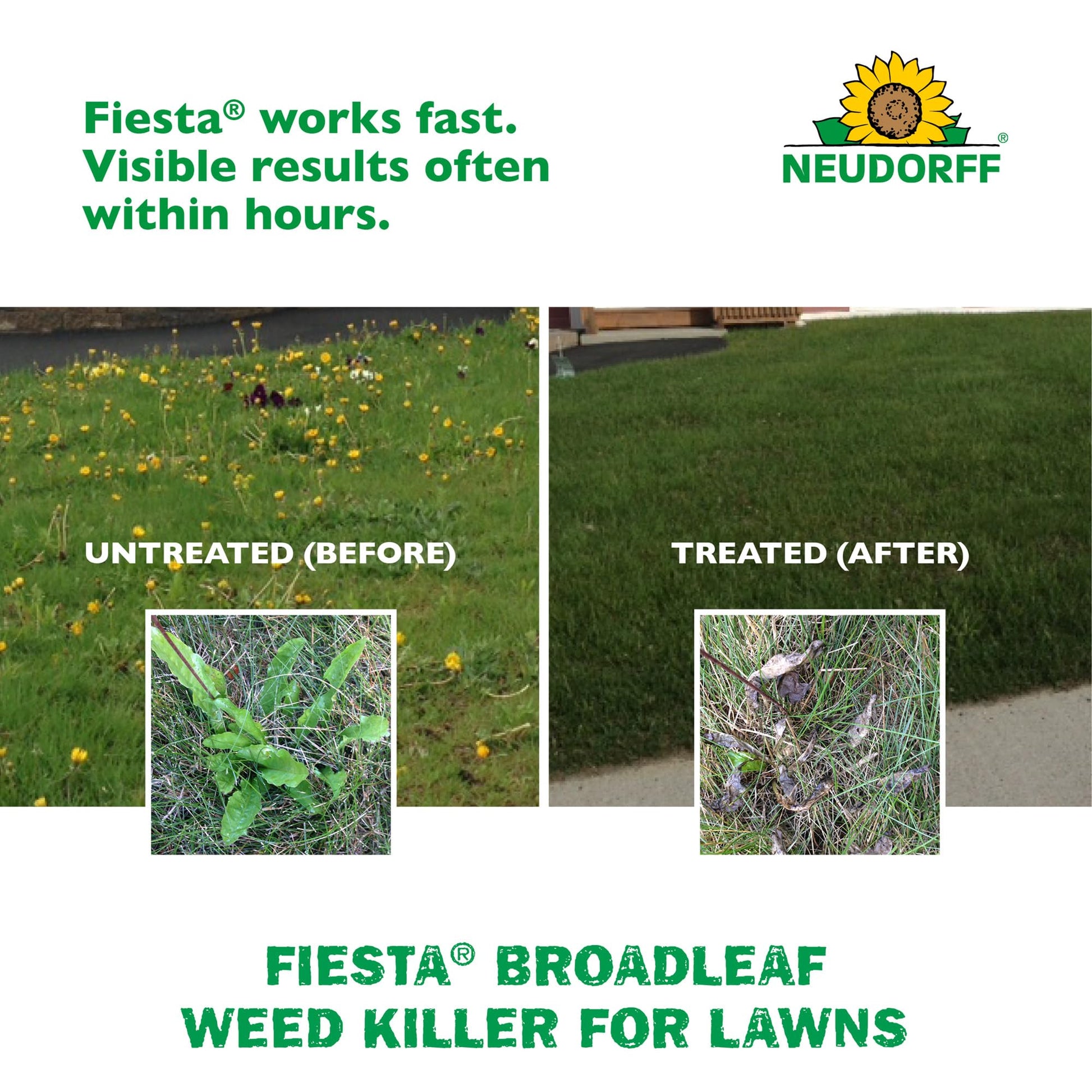 Fiesta Broadleaf Weed Killer for Lawns, Controls Dandelion, White Clover, & More & See Result within Hours. People & Pets Can Enter Treated Area when Spray Dries, Made with Iron, Rainfast in 3 Hours.