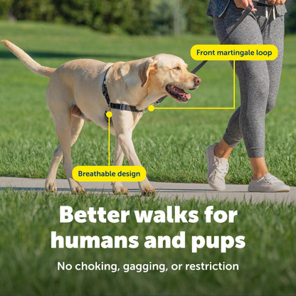 PetSafe Easy Walk Dog Harness, Teal/Gray, Medium 🍁 All In One Marketplace Canada