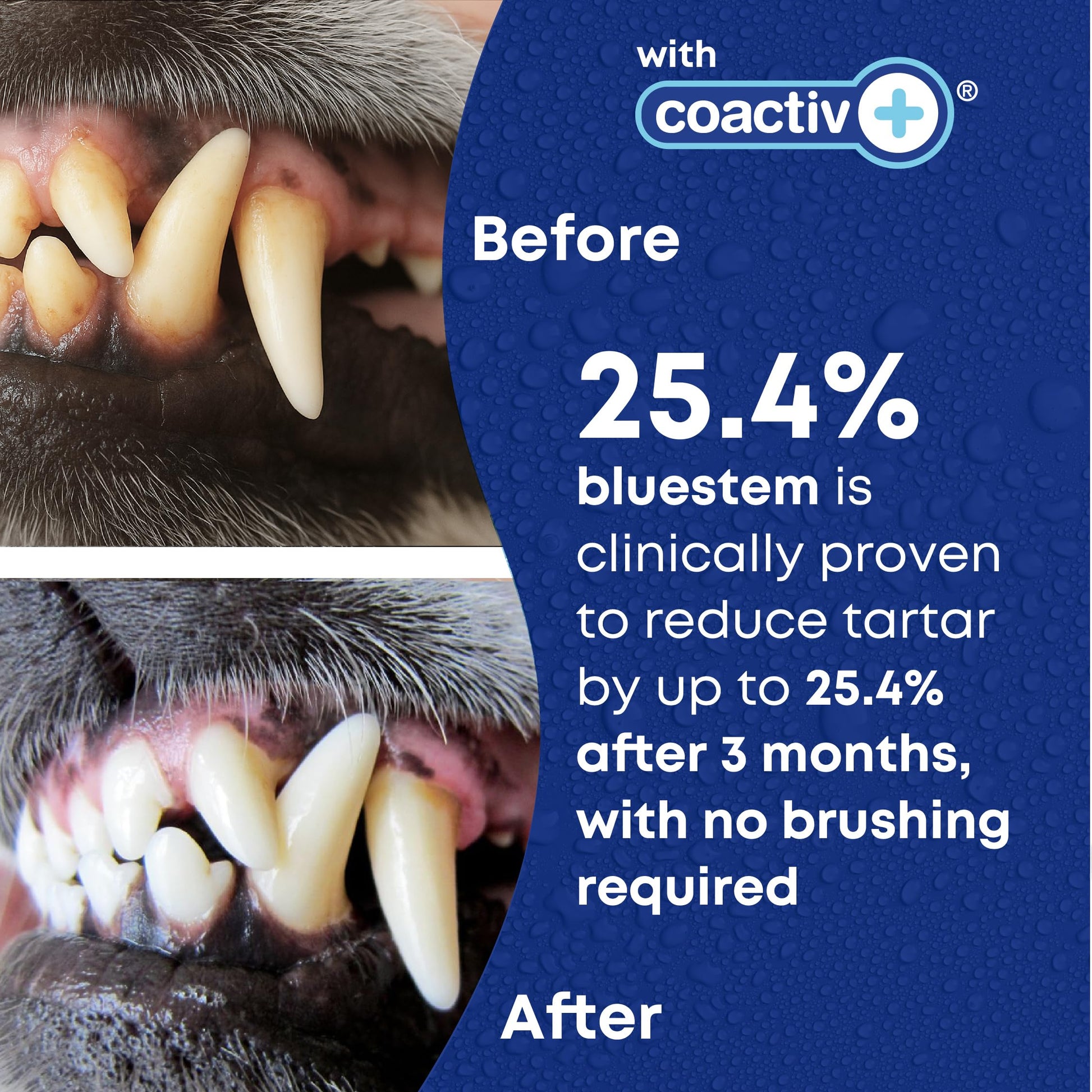 bluestem Dental Care Water Additive for Dogs & Cats – No Brushing Daily Teeth Cleaner – Pet Oral Rinse to Freshen Breath & Help Reduce Plaque – Flavorful & Easy Oral Hygiene (500 ml, Original)