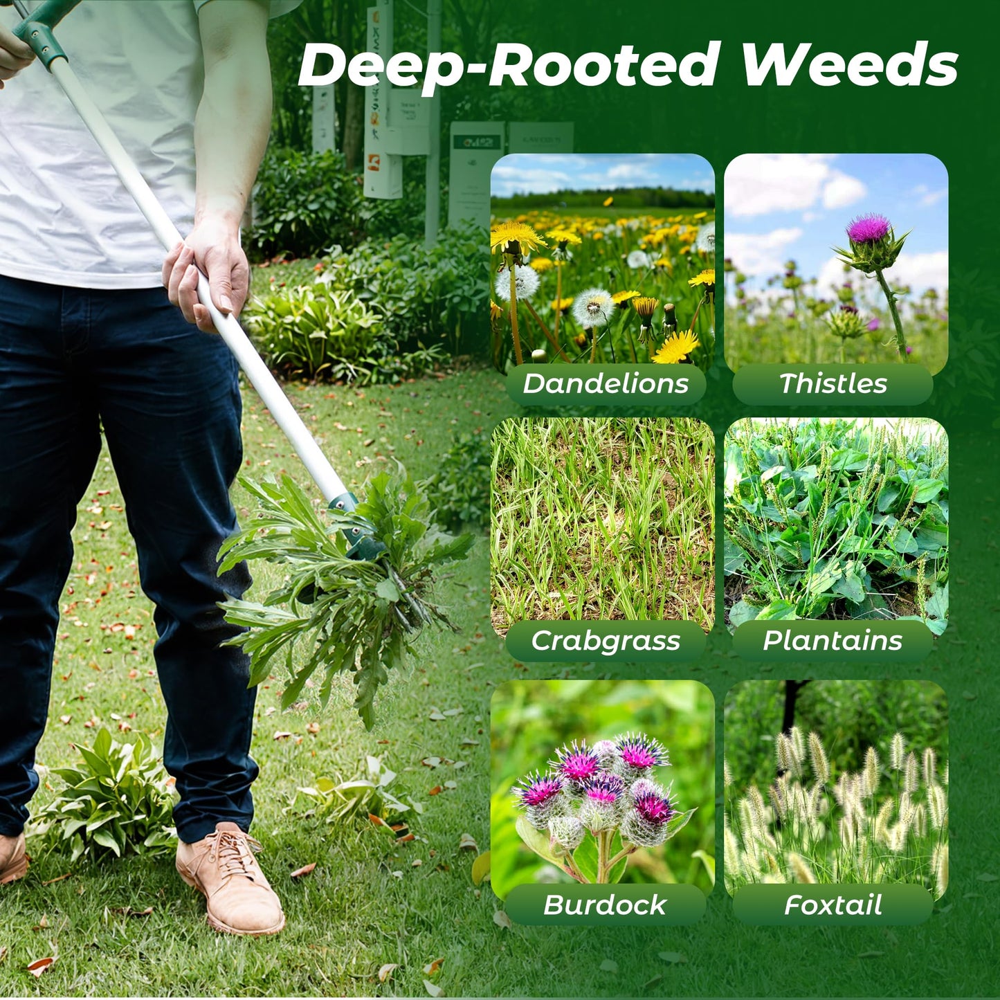 Walensee Weed Puller, Stand Up Weeder Hand Tool, Long Handle Garden Weeding Tool with 3 Claws, Hand Weed Hound Weed Puller for Dandelion, Standup Weed Root Pulling Tool and Picker, Grabber (1 Pack) - Available at All In One Marketplace Canada