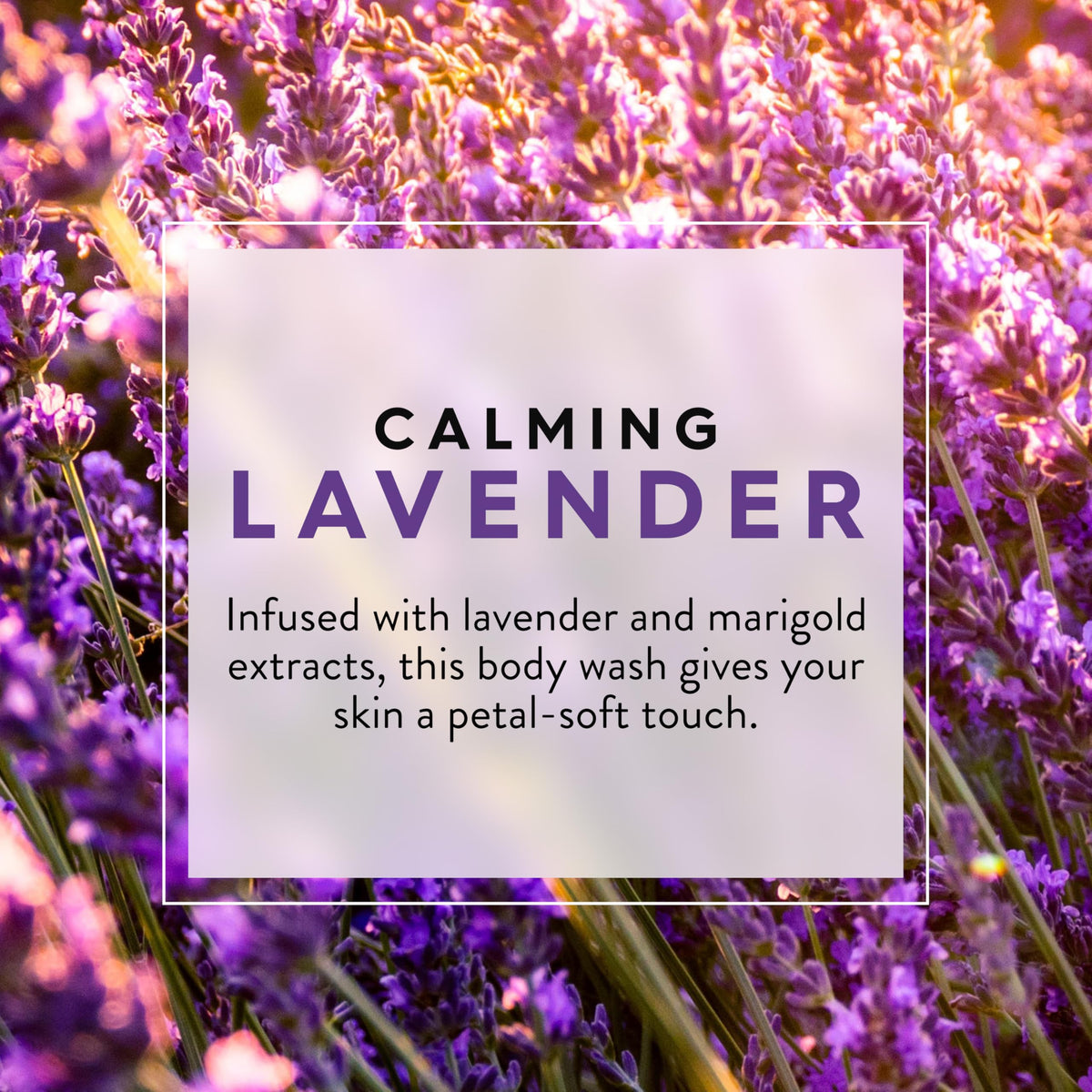 Jason Body Wash - calming lavender 887 ml, Packaging may vary