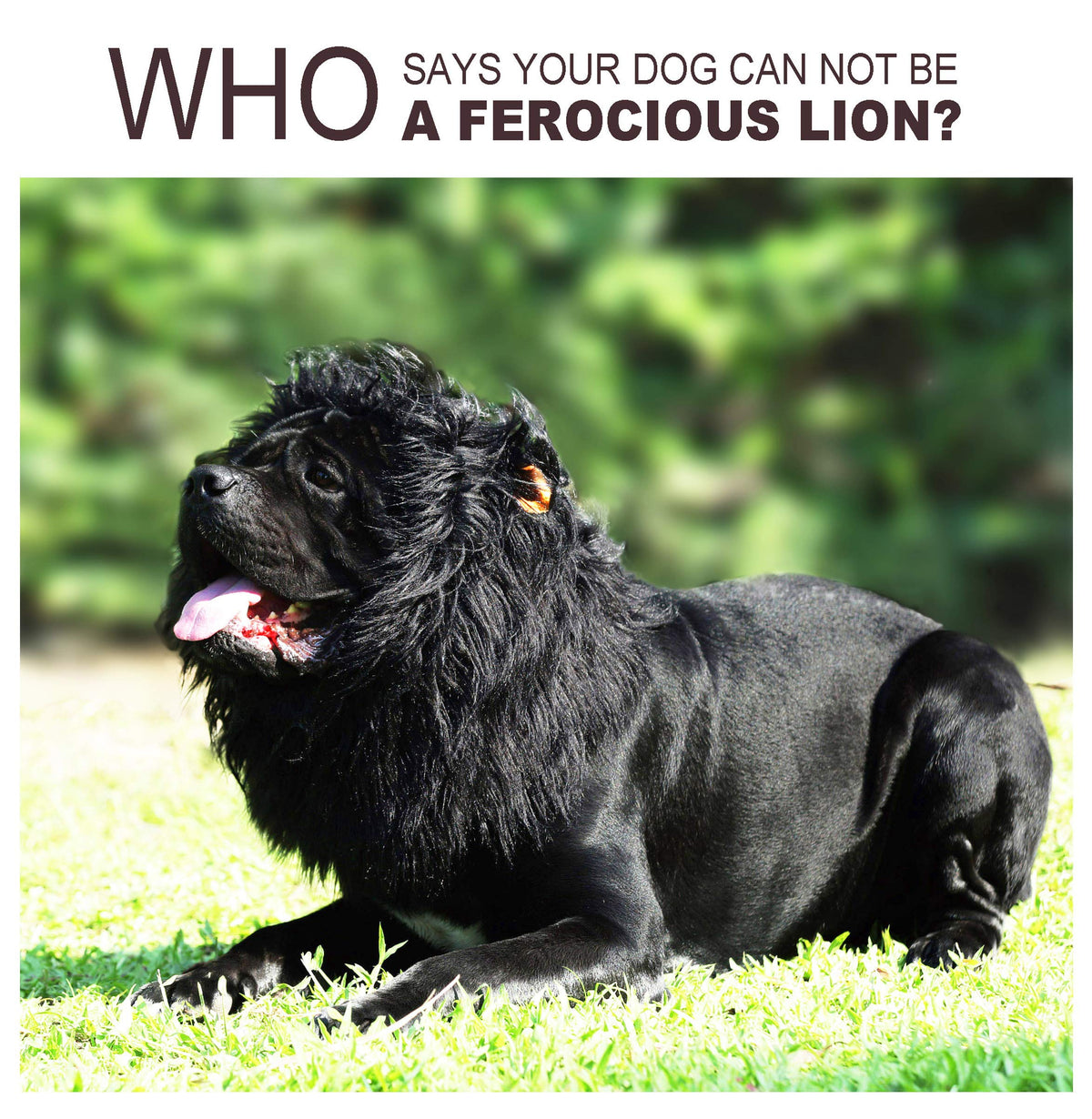 Onmygogo Lion Mane Wig for Dogs with Ears, Funny Pet Costumes for Halloween Christmas (L, Black) 🍁 All In One Marketplace Canada