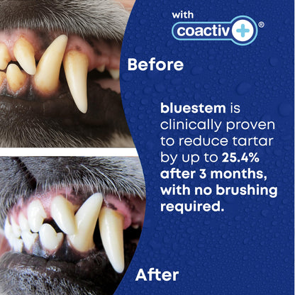 bluestem Dental Care Water Additive for Dogs – No Brushing Daily Teeth Cleaner – Pet Oral Rinse to Freshen Breath & Help Reduce Plaque – Flavorful & Easy Oral Hygiene (500 ml, Vanilla Mint)
