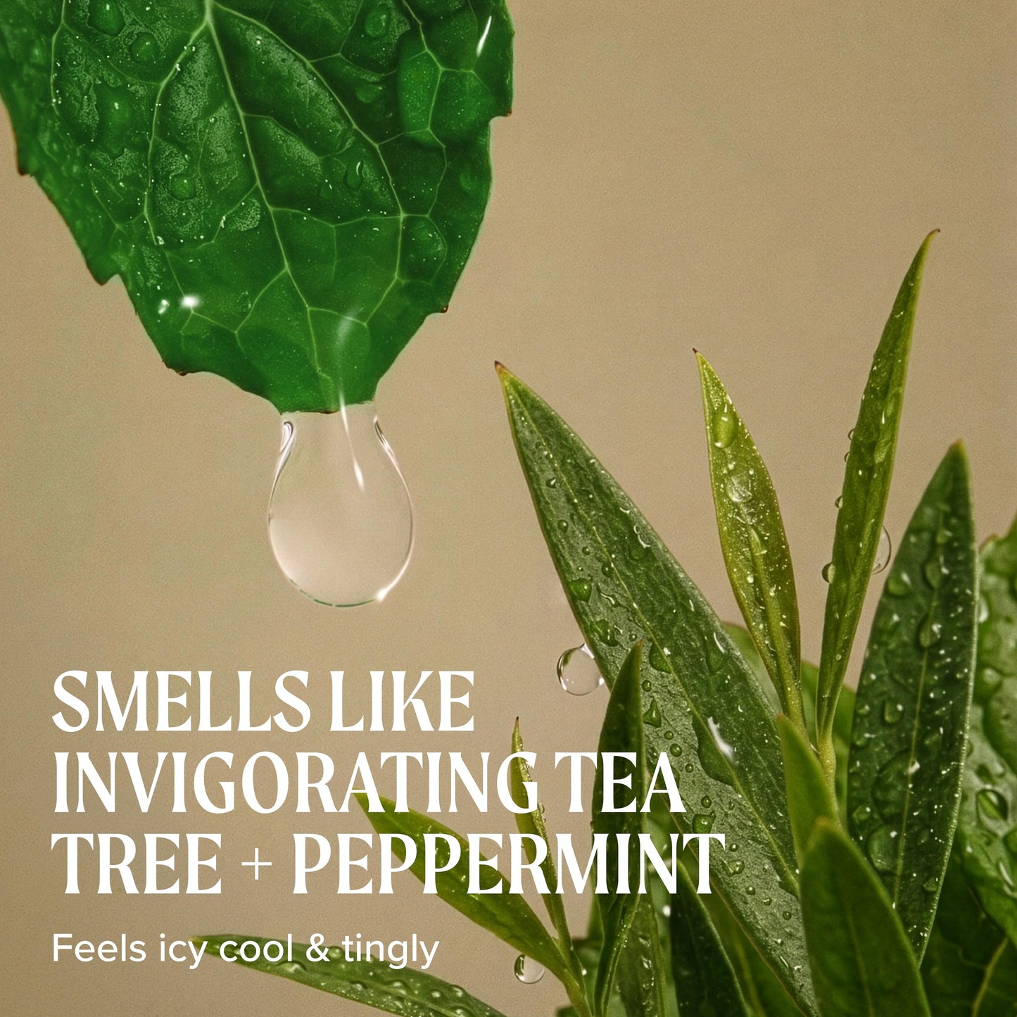 Tea Tree Special Shampoo, Deep Cleans, Refreshes Scalp, For All Hair Types, Especially Oily Hair Tea Tree