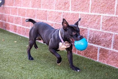 Jolly Pets 8" Soccer Ball, Ocean Blue, Large/X-Large 🍁 All In One Marketplace Canada