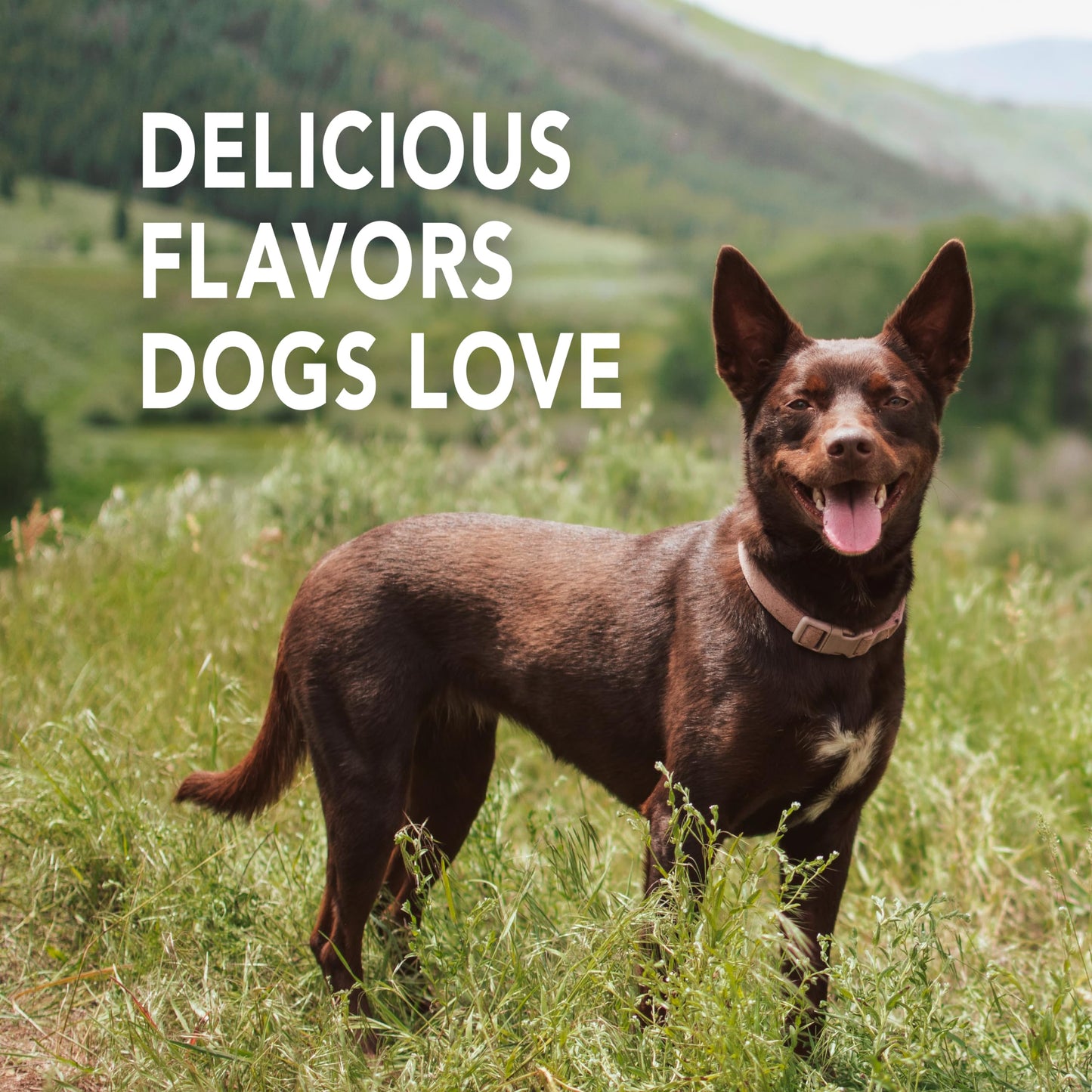 Petrodex Enzymatic Toothpaste for Dogs, Pet Dental Care, Poultry Flavor, 6.2 oz 🍁 All In One Marketplace Canada