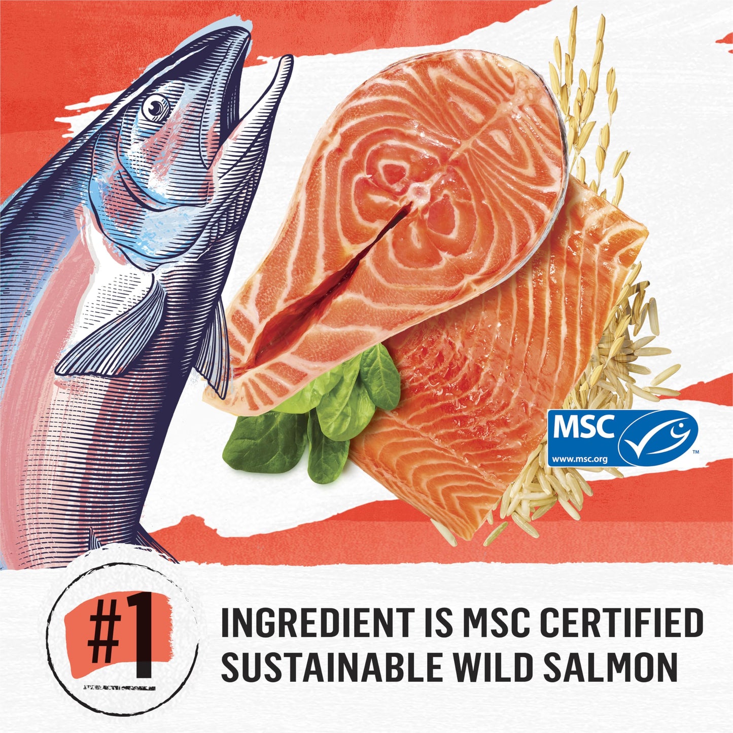 Beyond Simply Natural Dry Cat Food, Salmon & Whole Brown Rice - 2.72 kg Bag - Available at All In One Marketplace Canada