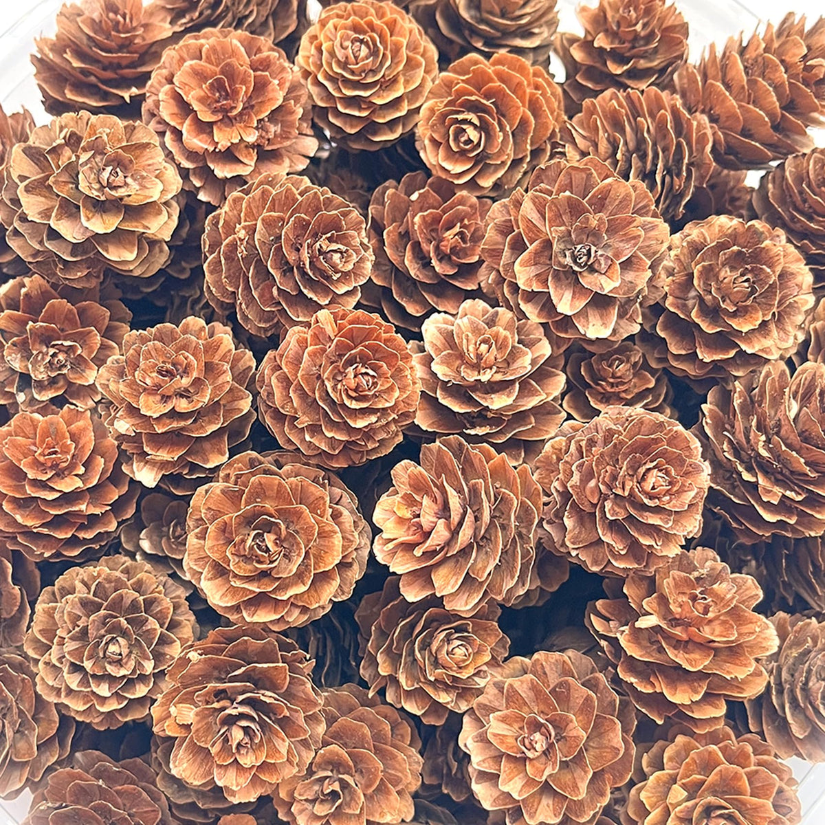 Natural Pine Cones, POTWPOT 100 Pieces Christmas Pinecones Small Pine Cones Bulk Christmas Pine Cones for Crafts Christmas Party Ornament DIY Home Decoration(2-3cm) 🍁 All In One Marketplace Canada