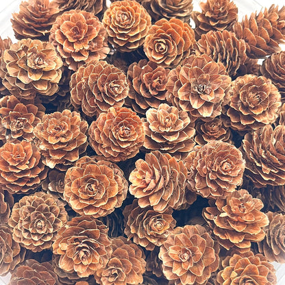 Natural Pine Cones, POTWPOT 100 Pieces Christmas Pinecones Small Pine Cones Bulk Christmas Pine Cones for Crafts Christmas Party Ornament DIY Home Decoration(2-3cm) 🍁 All In One Marketplace Canada