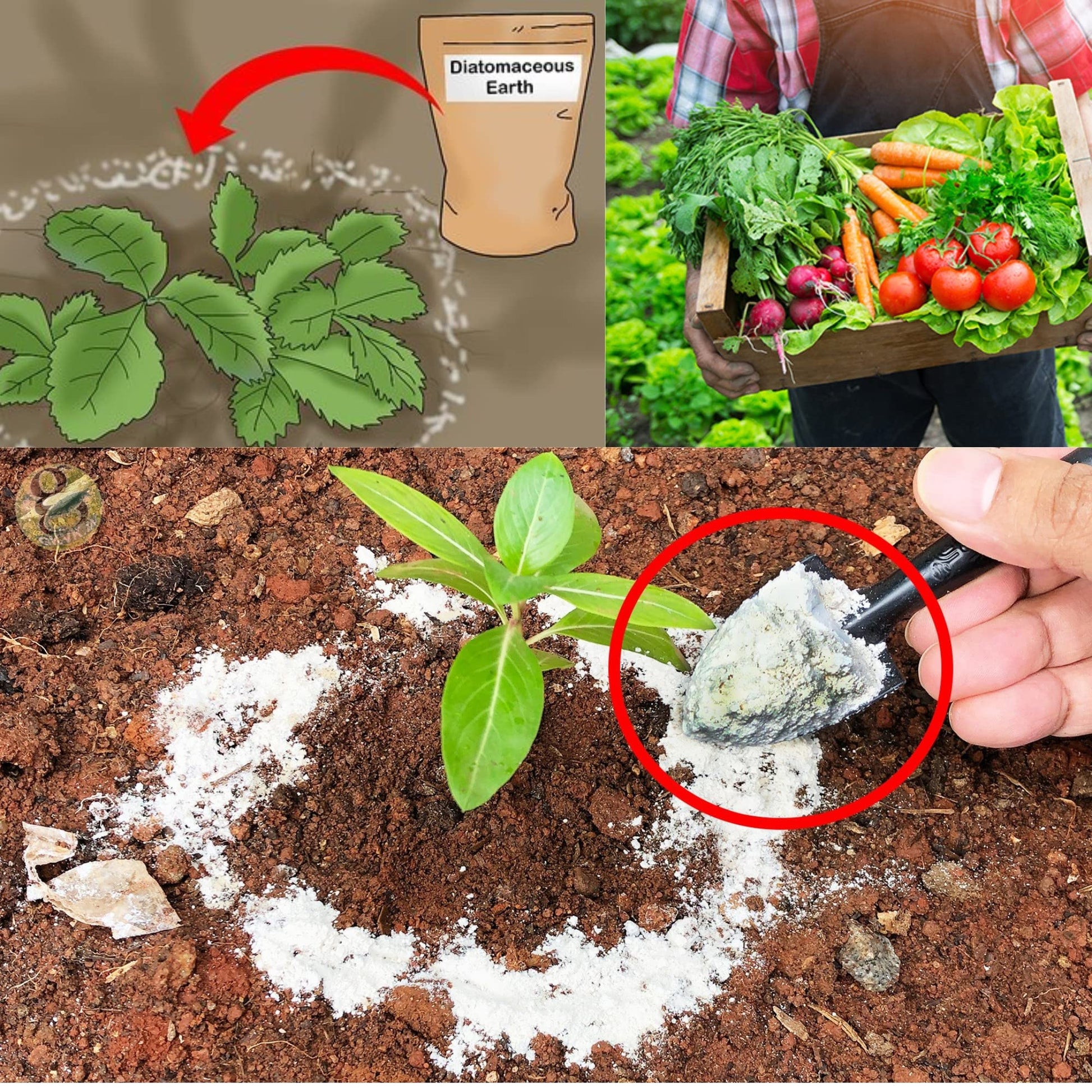 Diatomaceous Planet a Proudly Canadian Company, 2 KG / 4.4 LB All Natural, Organic Food Grade Powder, Enriched Fossil Powder by Diatomaceous Planet