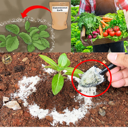 Diatomaceous Planet a Proudly Canadian Company, 2 KG / 4.4 LB All Natural, Organic Food Grade Powder, Enriched Fossil Powder by Diatomaceous Planet