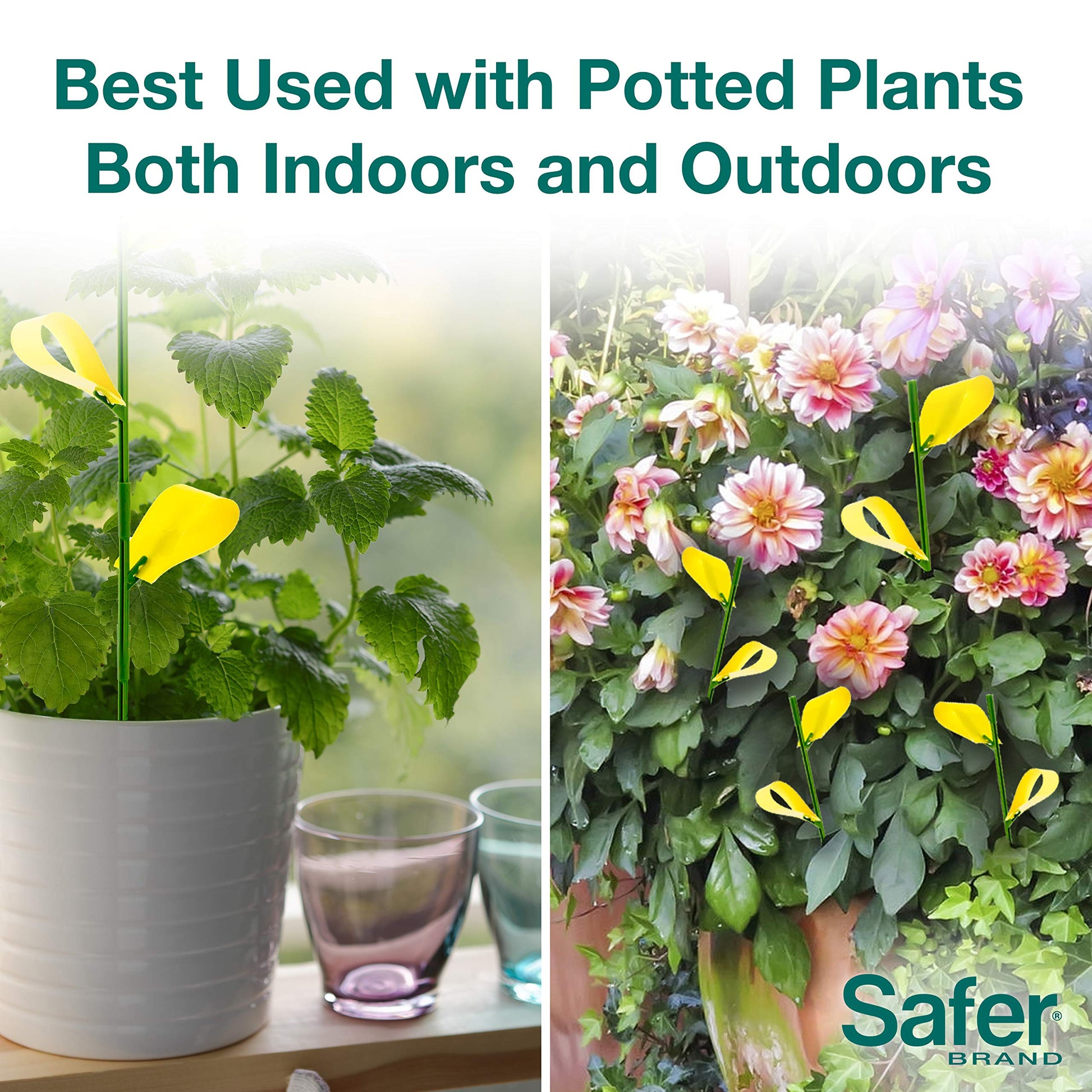 Safer's 07-2122CAN Houseplant Sticky Stake Insect Traps for Indoor Plants - Controls Fungus Gnats, Whiteflies, Midges, Thrips, Fruit Flies, and Black Flies - 12 Traps - Available at All In One Marketplace Canada