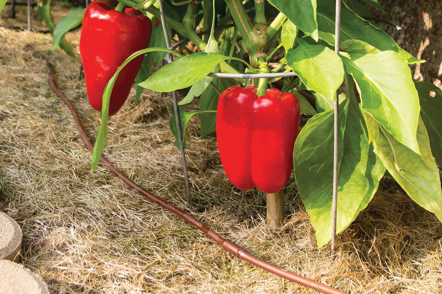 Rain Bird ET25-50S2 Drip Irrigation Pressure Compensating 1/4" Emitter Tubing, 12" Emitter Spacing, 50' Roll, Brown Rain Bird