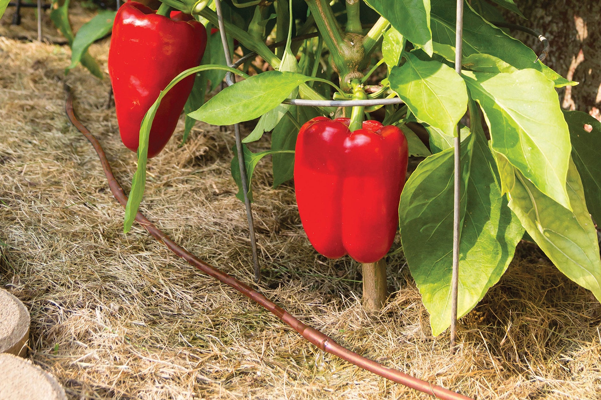 Rain Bird ET25-50S2 Drip Irrigation Pressure Compensating 1/4" Emitter Tubing, 12" Emitter Spacing, 50' Roll, Brown Rain Bird