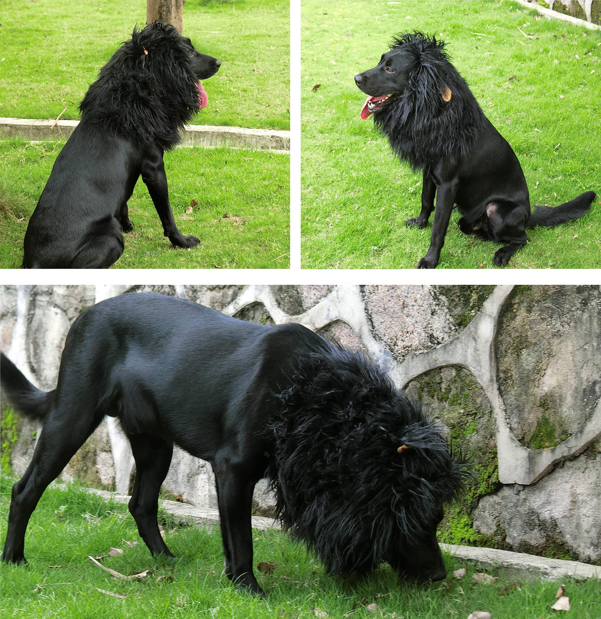 Onmygogo Lion Mane Wig for Dogs with Ears, Funny Pet Costumes for Halloween Christmas (L, Black) 🍁 All In One Marketplace Canada